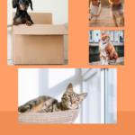 Ways to Save on Pet Ownership